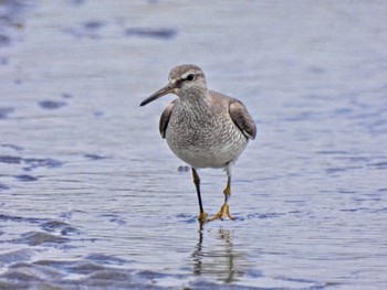 キアシシギ ふなばし三番瀬海浜公園 2023年9月3日(日)