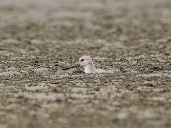 Terek Sandpiper Sambanze Tideland Sun, 9/3/2023