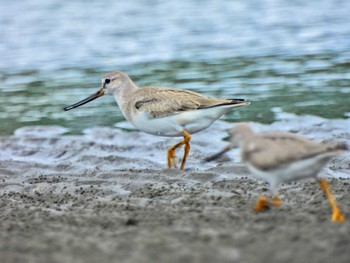 Terek Sandpiper Sambanze Tideland Sun, 9/3/2023