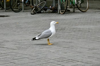 キアシセグロカモメ Barcelona,spain 2018年3月3日(土)