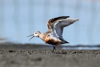 サルハマシギ ふなばし三番瀬海浜公園 2023年9月13日(水)