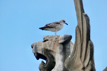 キアシセグロカモメ Barcelona,spain 2018年3月3日(土)