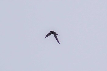 Pacific Swift 知床 Sun, 8/13/2023