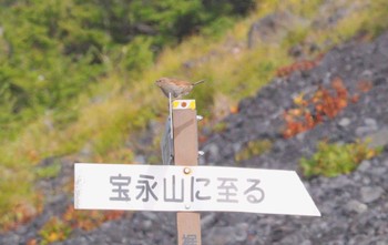 2023年9月12日(火) 富士山六合目,宝永火口(富士山スカイライン)の野鳥観察記録