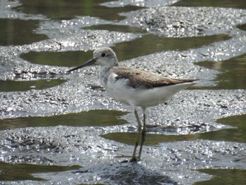 2023年9月15日(金) 六郷橋緑地の野鳥観察記録