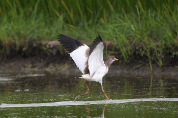 2023年8月15日(火) 小山市の野鳥観察記録