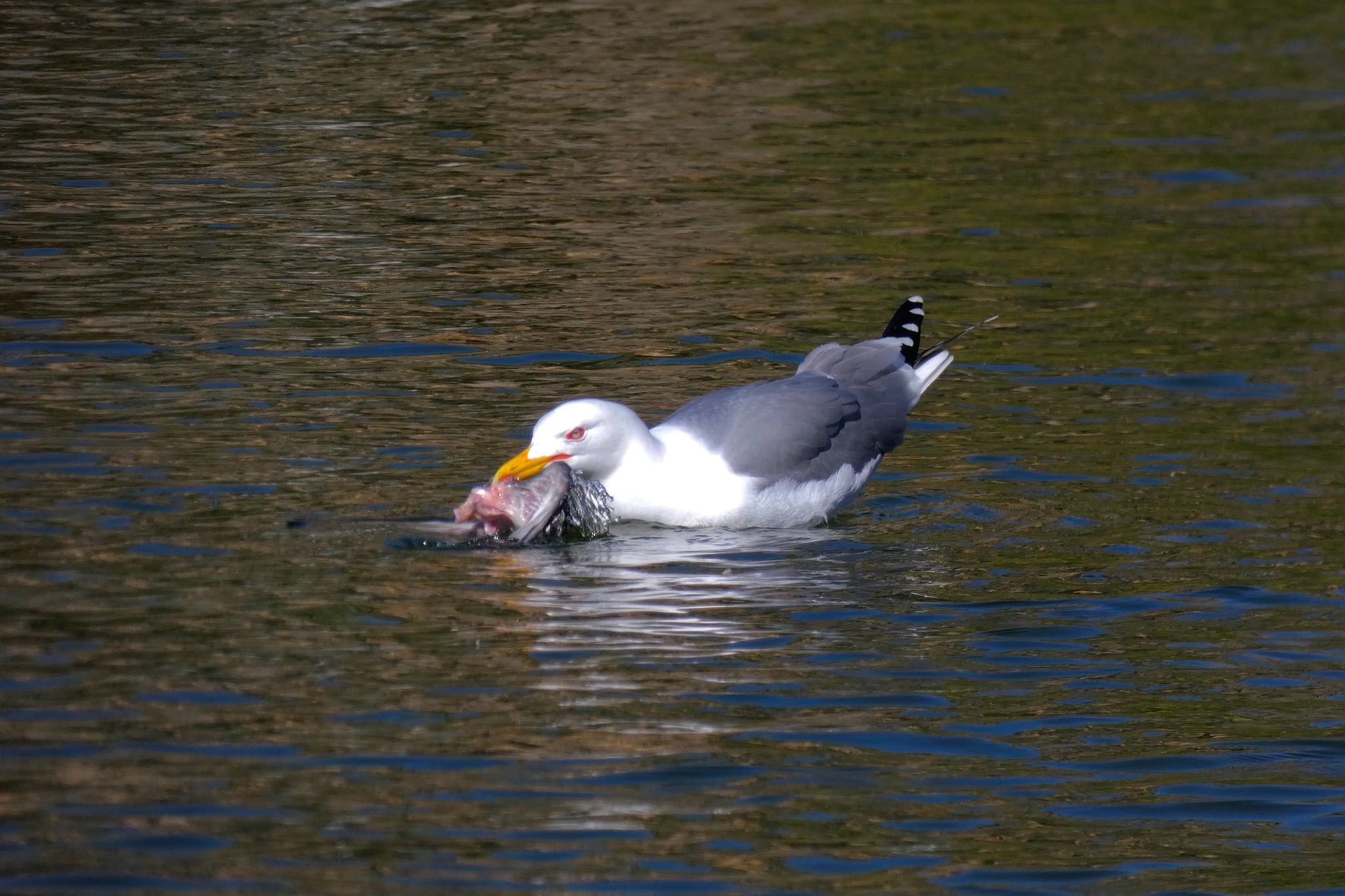 ムクドリ大の鳥を食べてました by のどか