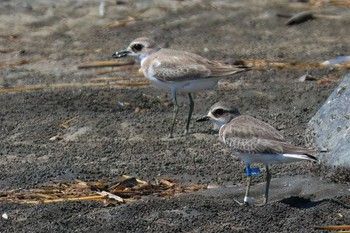 Greater Sand Plover Sambanze Tideland Thu, 9/14/2023