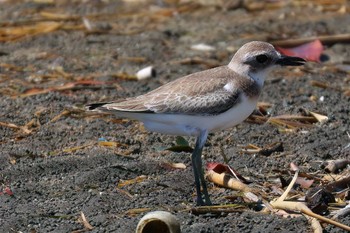 オオメダイチドリ ふなばし三番瀬海浜公園 2023年9月14日(木)