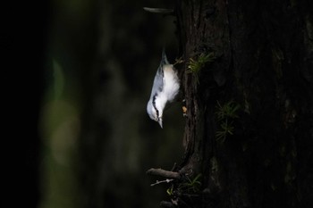 Eurasian Nuthatch(asiatica) Unknown Spots Fri, 9/15/2023