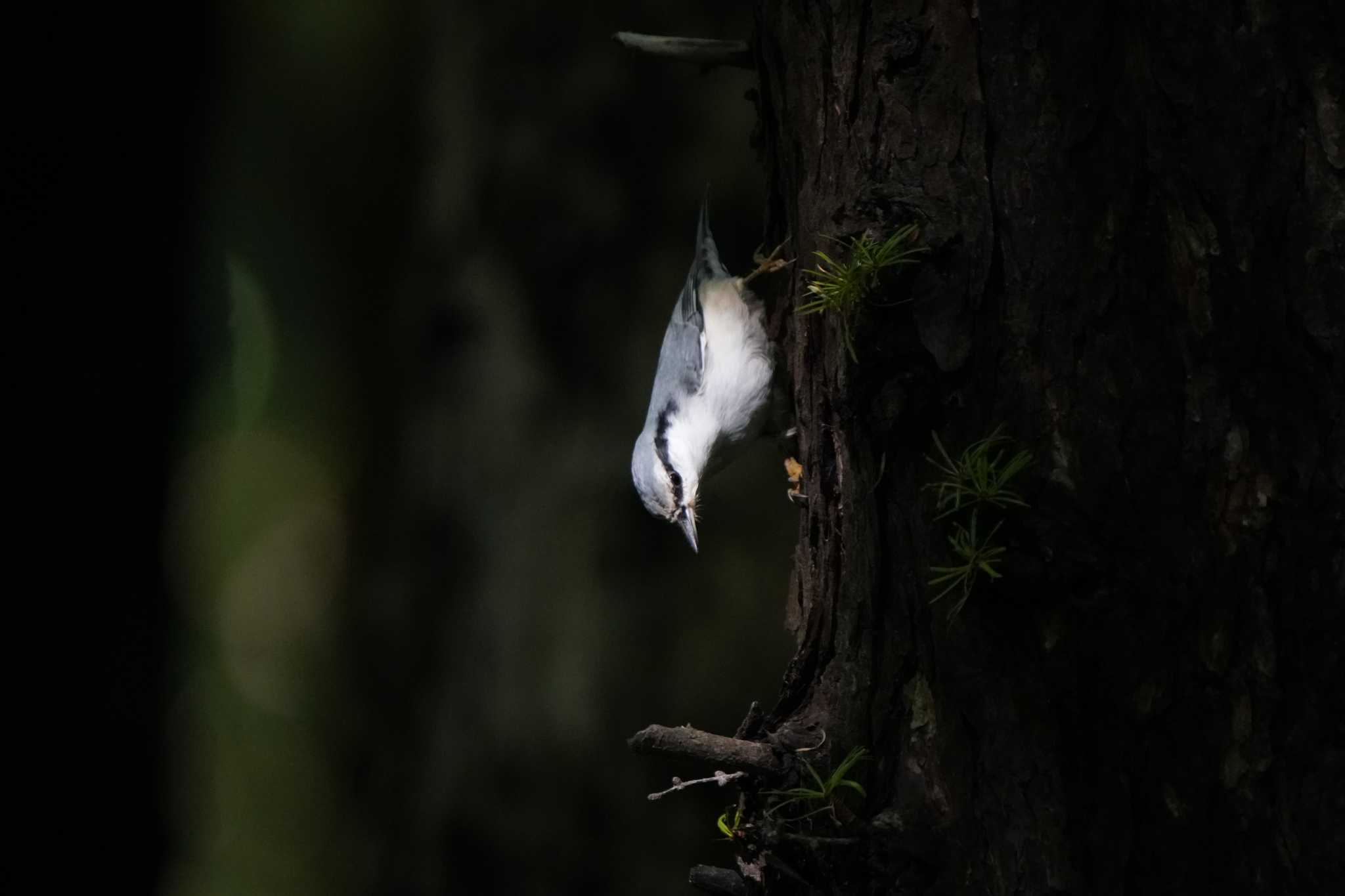 Photo of Eurasian Nuthatch(asiatica) at  by ace