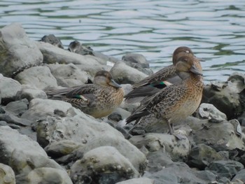 コガモ 東京港野鳥公園 2023年9月15日(金)