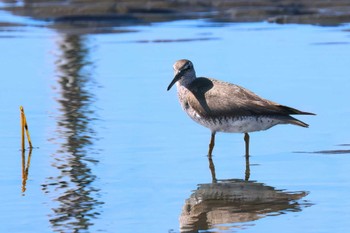 キアシシギ ふなばし三番瀬海浜公園 2023年9月14日(木)