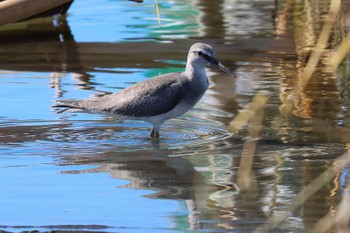 キアシシギ ふなばし三番瀬海浜公園 2023年9月14日(木)