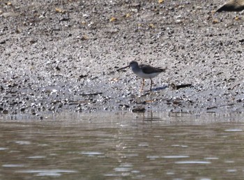 Terek Sandpiper 男里川 Fri, 9/15/2023