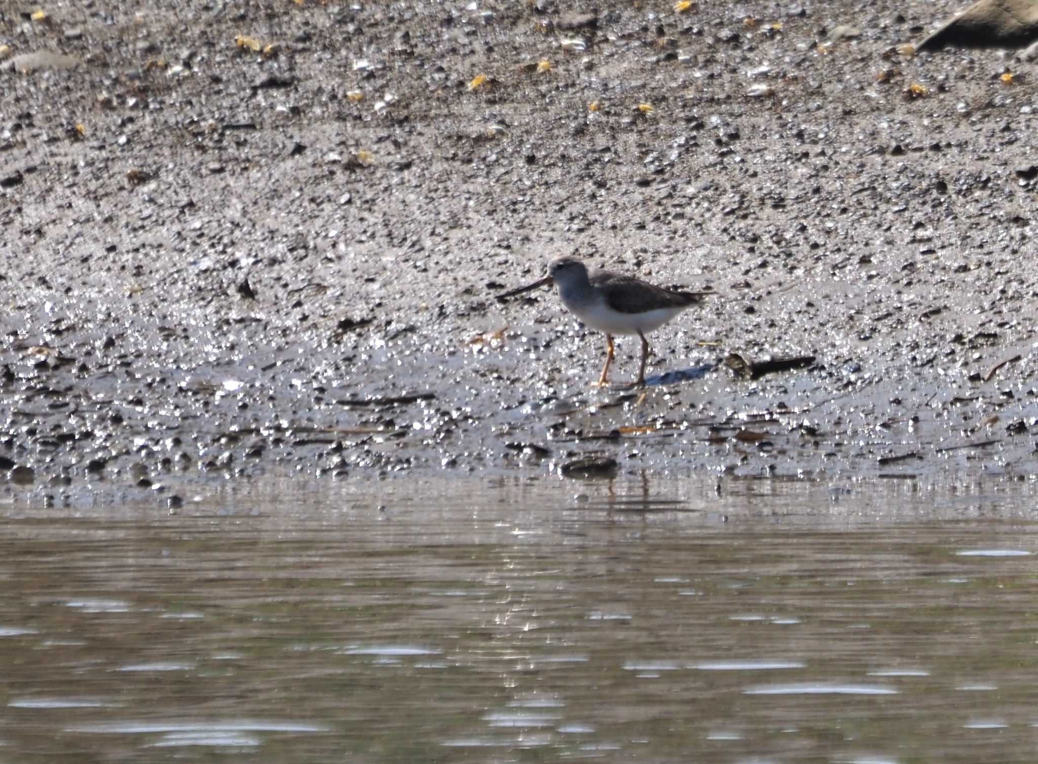 Photo of Terek Sandpiper at 男里川 by 高石良子