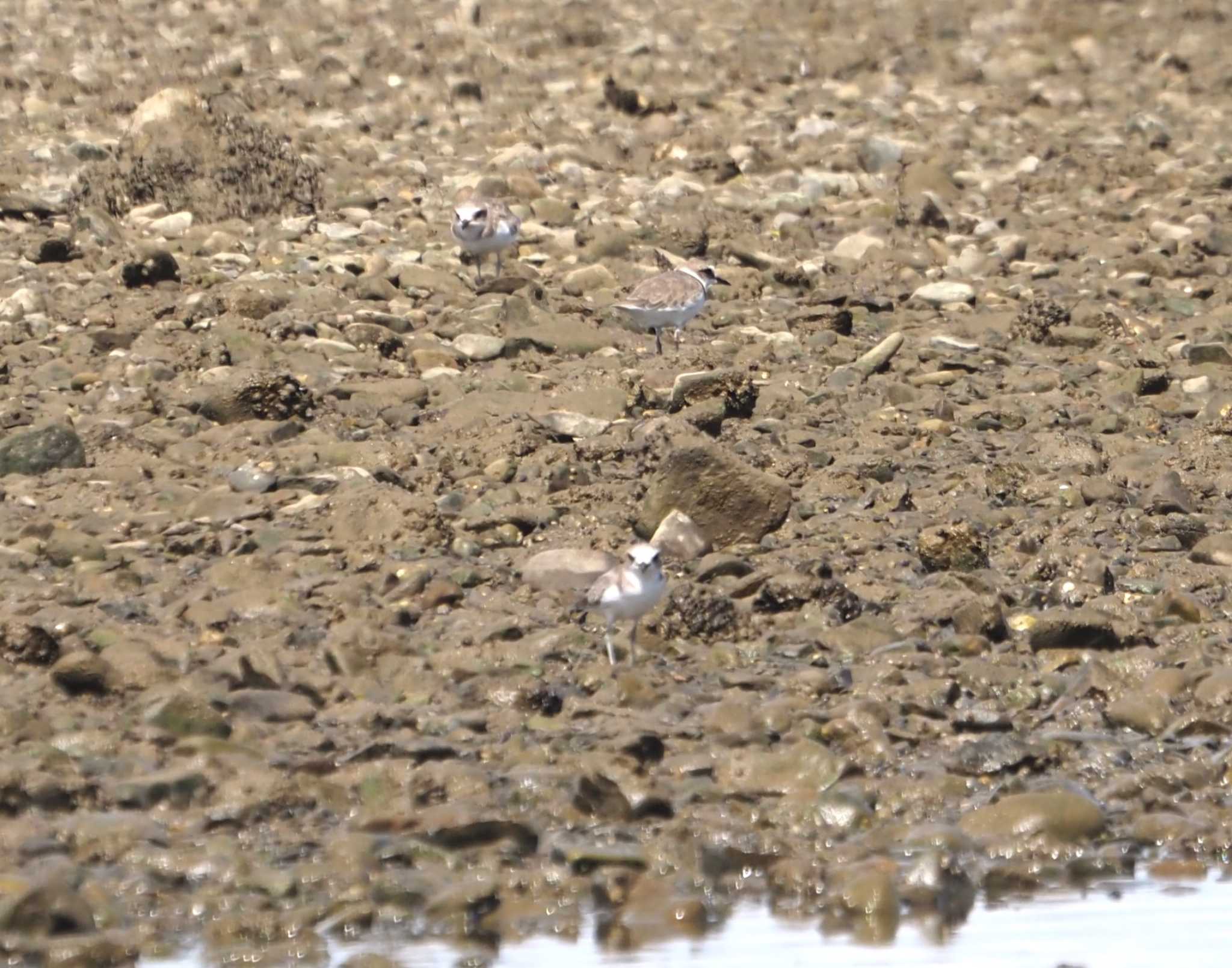 Photo of Kentish Plover at 男里川 by 高石良子