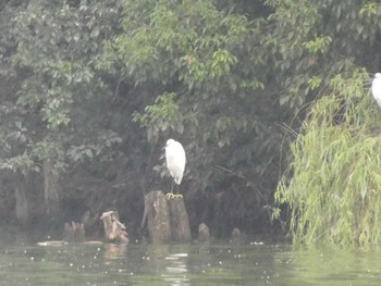 Fri, 9/15/2023 Birding report at 等々力緑地