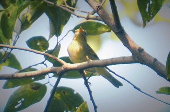 Sakhalin Leaf Warbler 立田山 Mon, 9/28/2015