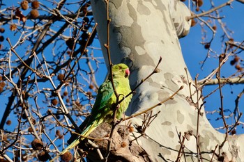 ワカケホンセイインコ Barcelona,spain 2018年3月3日(土)