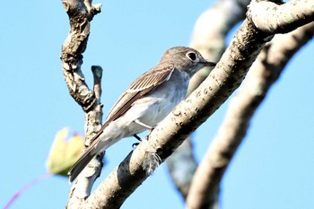 Dark-sided Flycatcher 飯田公園 Sat, 9/16/2023