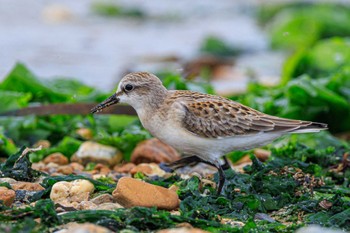 Red-necked Stint 魚住海岸 Sat, 9/2/2023