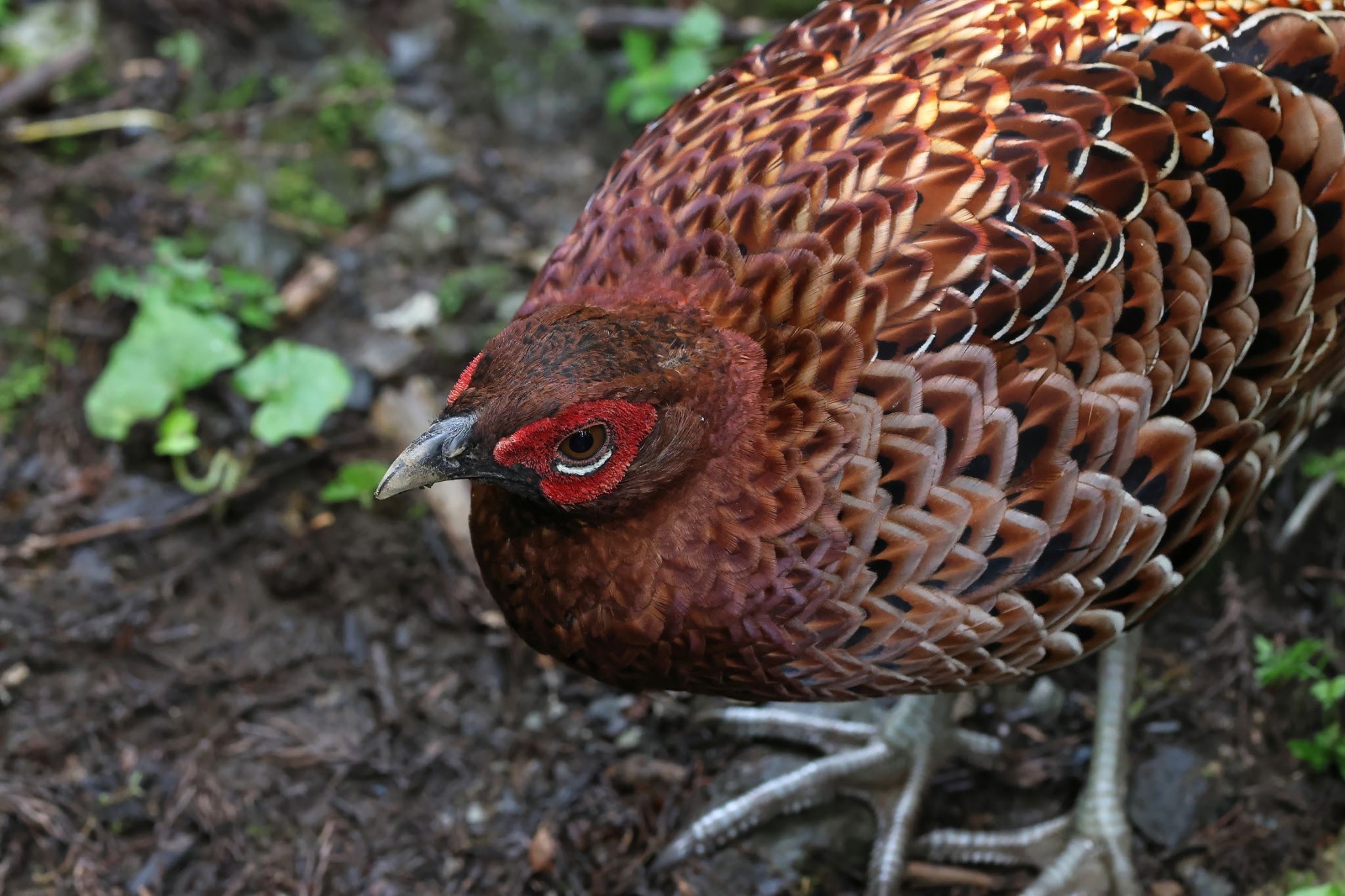 Photo of Copper Pheasant at  by amachan