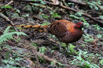 Copper Pheasant Unknown Spots Sun, 9/10/2023