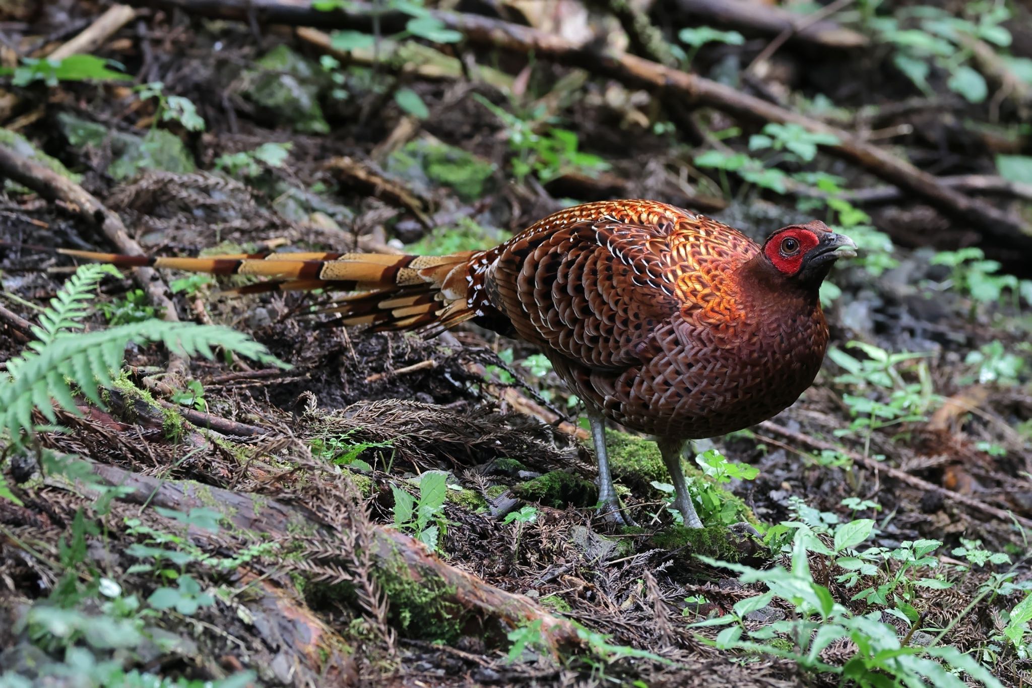 Photo of Copper Pheasant at  by amachan