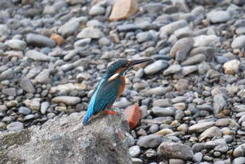 2018年9月8日(土) 野川の野鳥観察記録