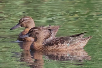 Garganey Kitamoto Nature Observation Park Sat, 9/16/2023