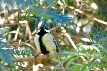 Great Tit Barcelona,spain Sat, 3/3/2018