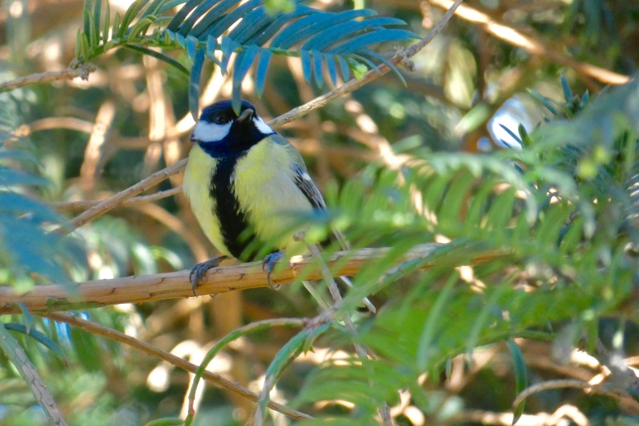 Photo of Great Tit at Barcelona,spain by のどか