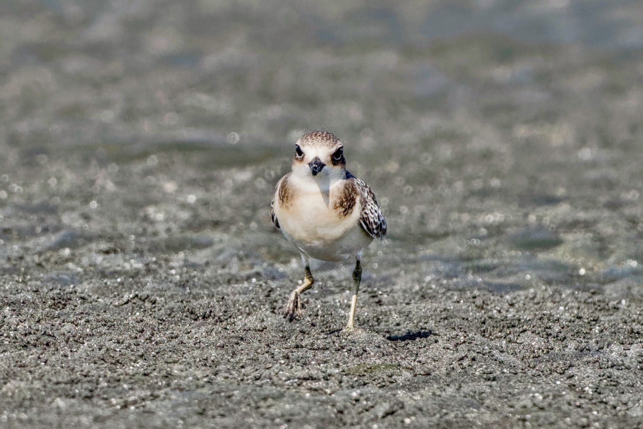 Siberian Sand Plover