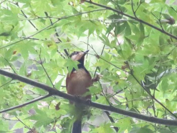 2023年9月15日(金) 高尾山の野鳥観察記録