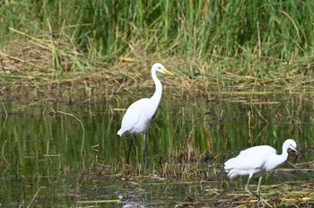 チュウサギ 葛西臨海公園 2023年9月10日(日)