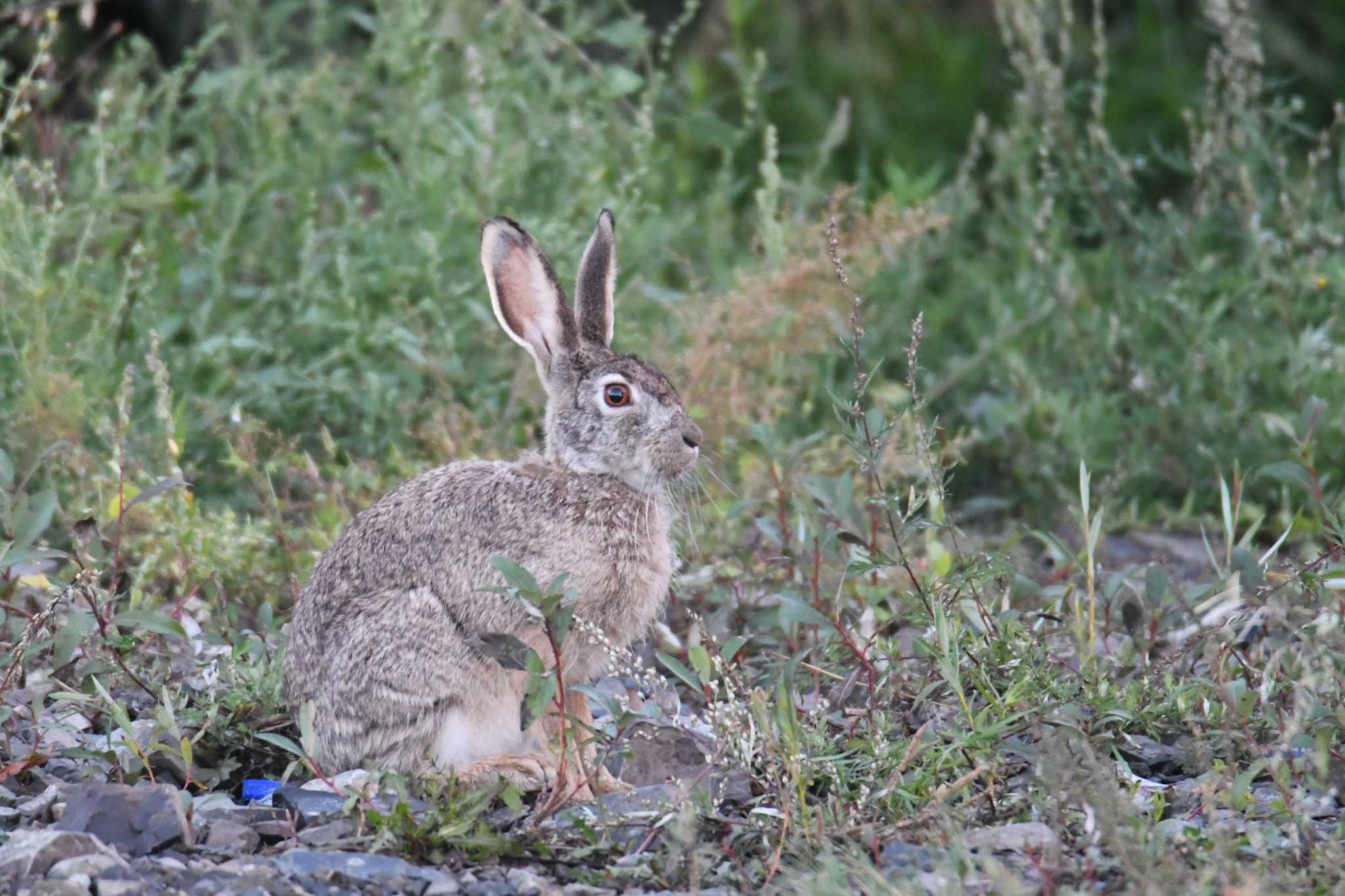 Tolai hare（トライノウサギ） by あひる