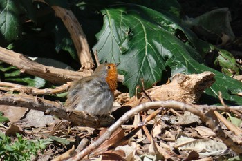 European Robin Barcelona,spain Sat, 3/3/2018