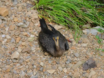 カワウ 平和の森公園、妙正寺川 2023年9月16日(土)