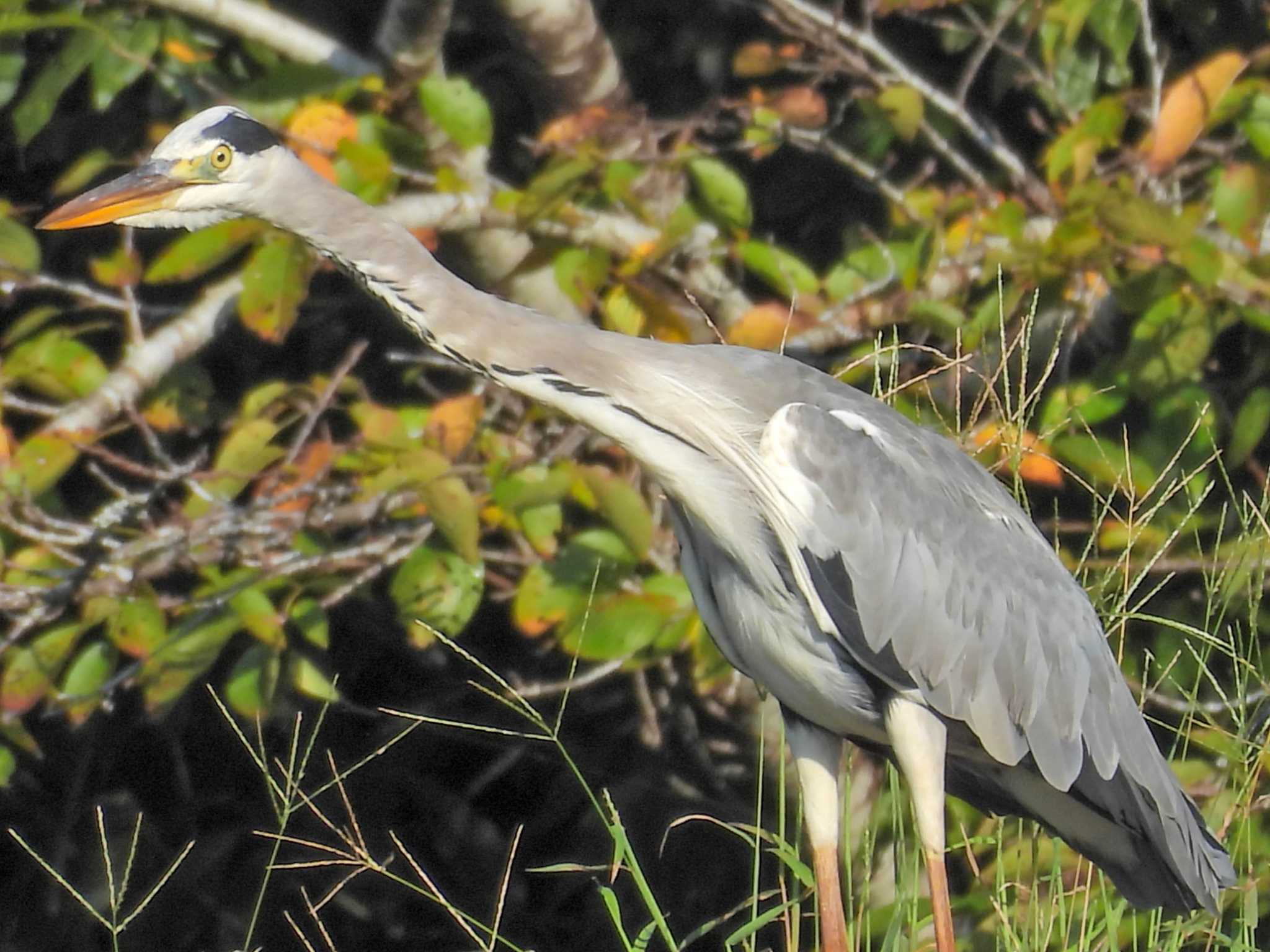 Grey Heron