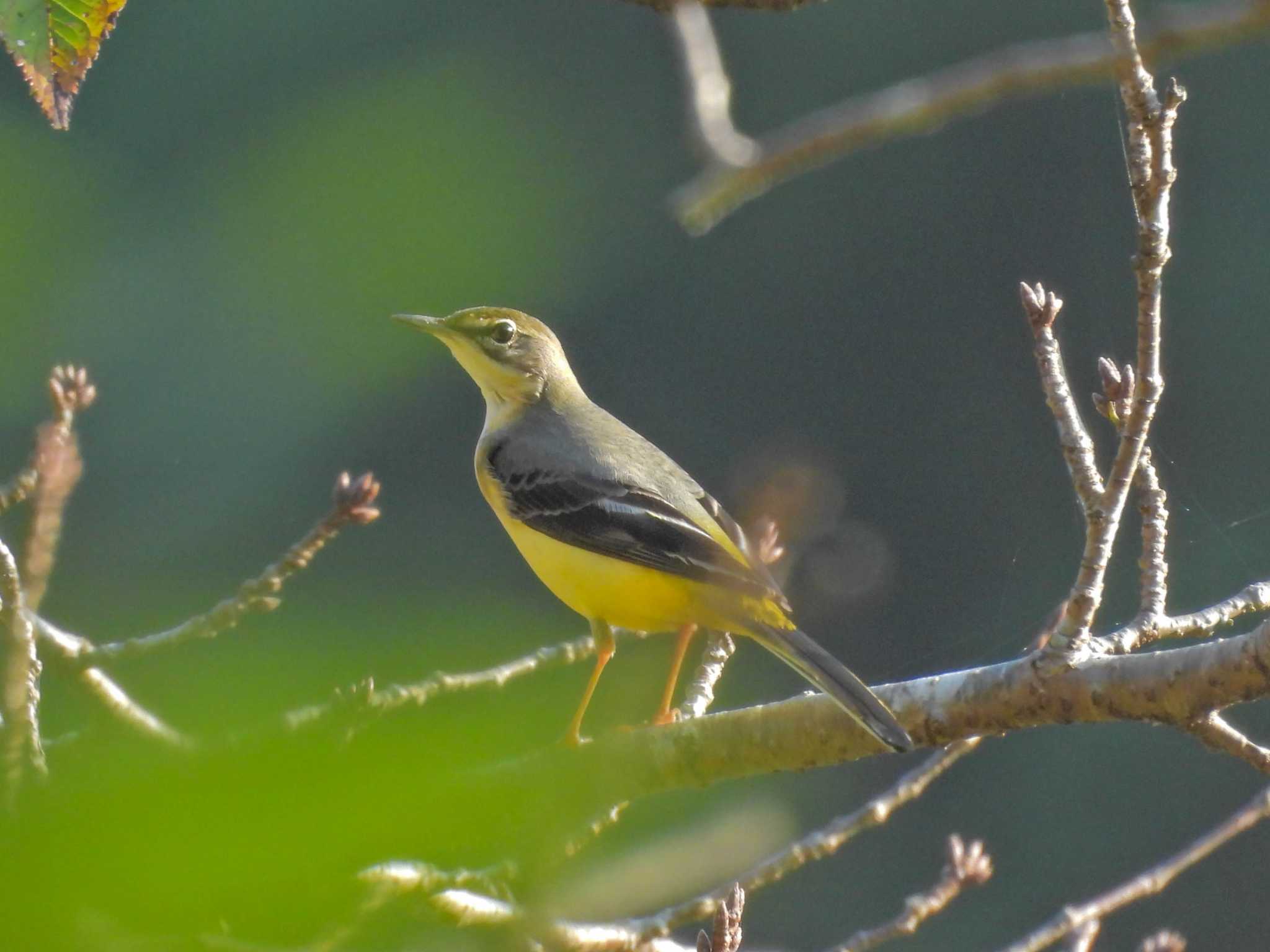 Grey Wagtail