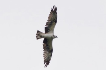 Osprey 彩湖 Fri, 9/15/2023