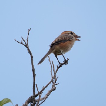 Bull-headed Shrike 彩湖 Fri, 9/15/2023