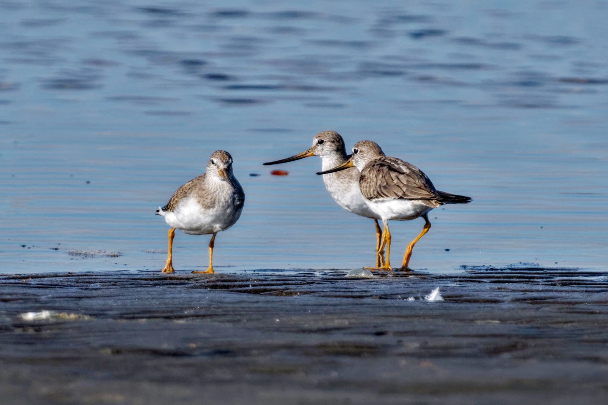 Terek Sandpiper