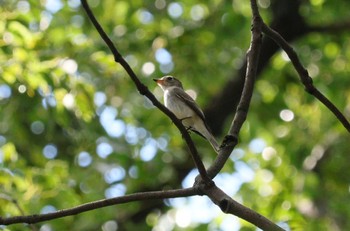 2023年9月16日(土) 庄内緑地公園の野鳥観察記録