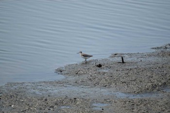 Terek Sandpiper 土留木川河口(東海市) Sat, 9/16/2023