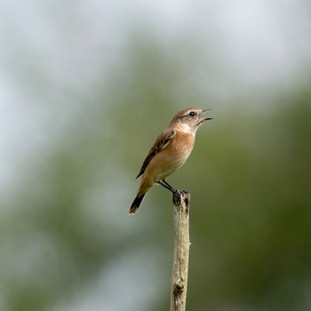 Amur Stonechat 茨戸川緑地 Sat, 9/16/2023