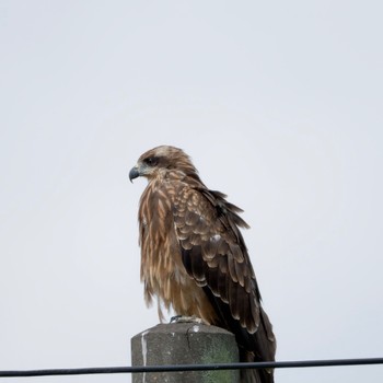 Black Kite 茨戸川緑地 Sat, 9/16/2023