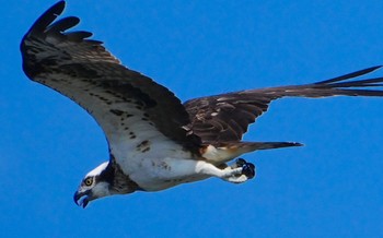 2023年9月16日(土) 堺浜の野鳥観察記録