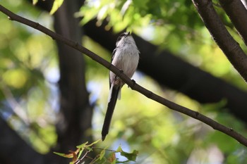 2023年9月2日(土) 東京港野鳥公園の野鳥観察記録